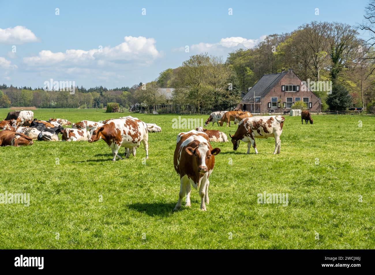 Mandria di vacche diarie di Holstein rosso-bianco e frisone che pascolano su prato verde a polder tra 's Graveland e Hilversum, Paesi Bassi Foto Stock
