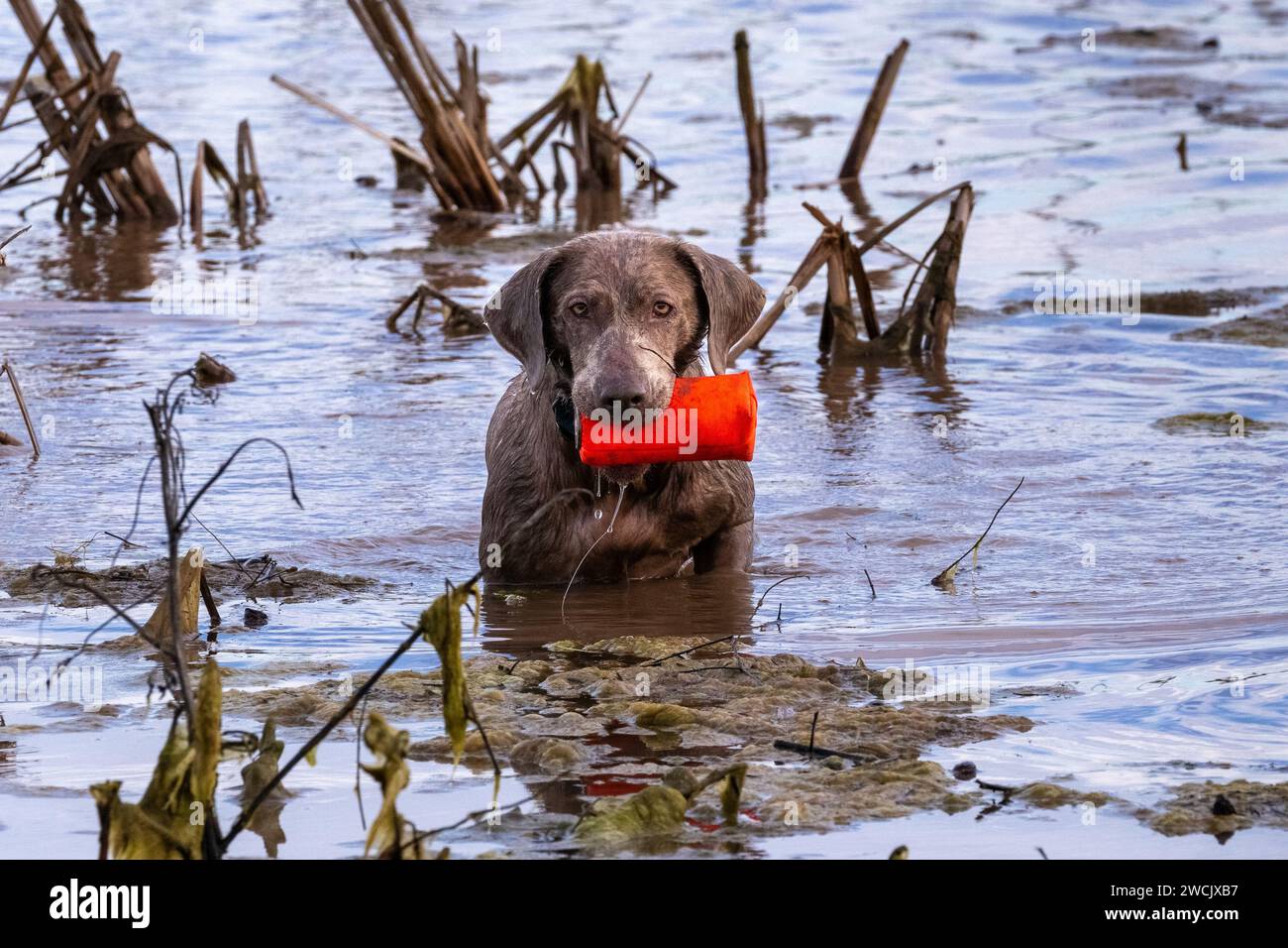 Un labrador retriever d'argento che gioca in acqua. Foto Stock