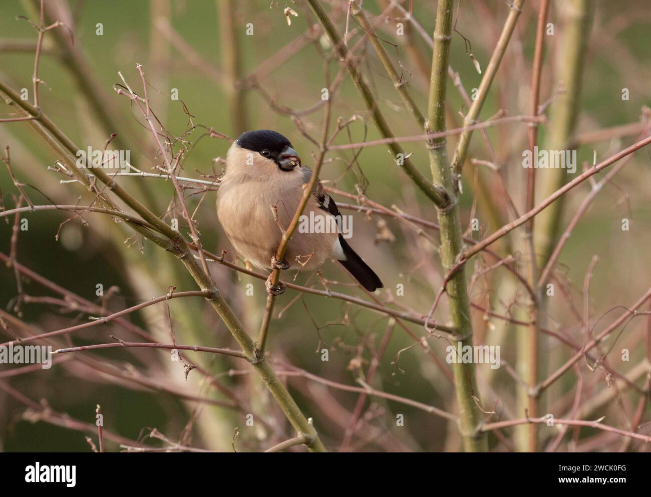 Una singola femmina di bullfinch UK (Pyrrhula pyrrrhula) che si nutre dei semi di un albero acer in inverno. Foto Stock