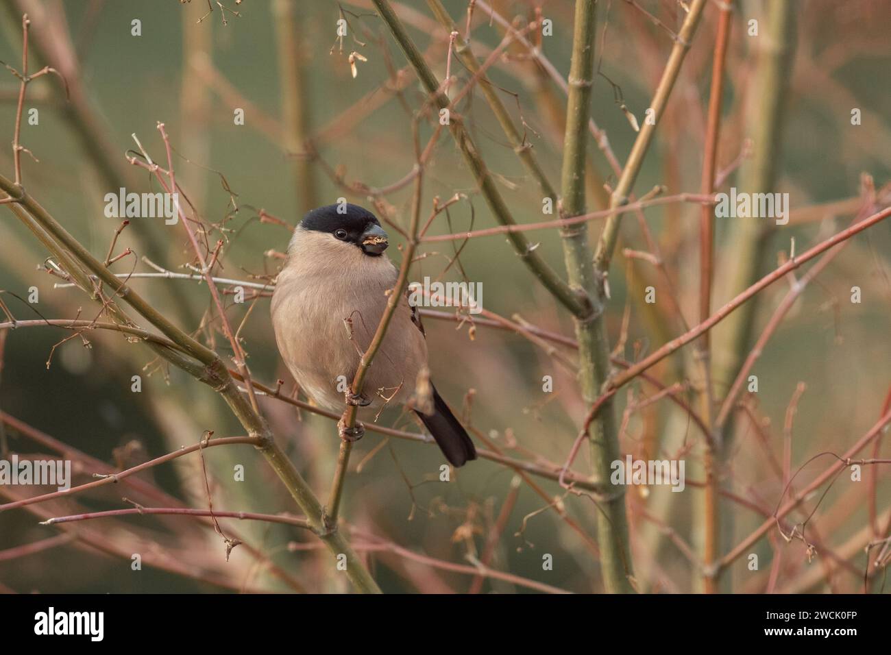 Una singola femmina di bullfinch UK (Pyrrhula pyrrrhula) che si nutre dei semi di un albero acer in inverno. Foto Stock
