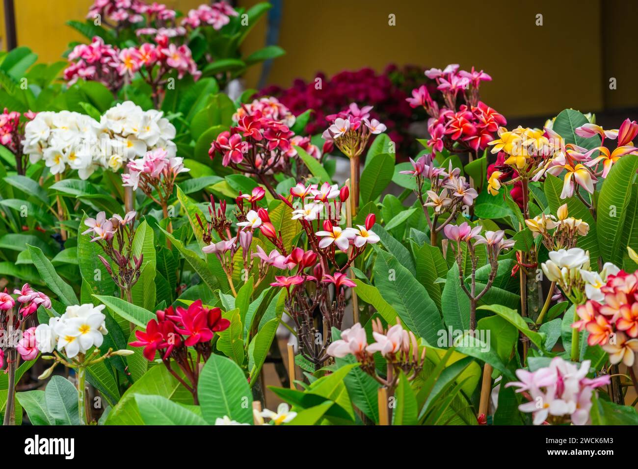 Selezione ibrida di alberelli varietà di piante plumeria di vari colori fiori. Foto Stock