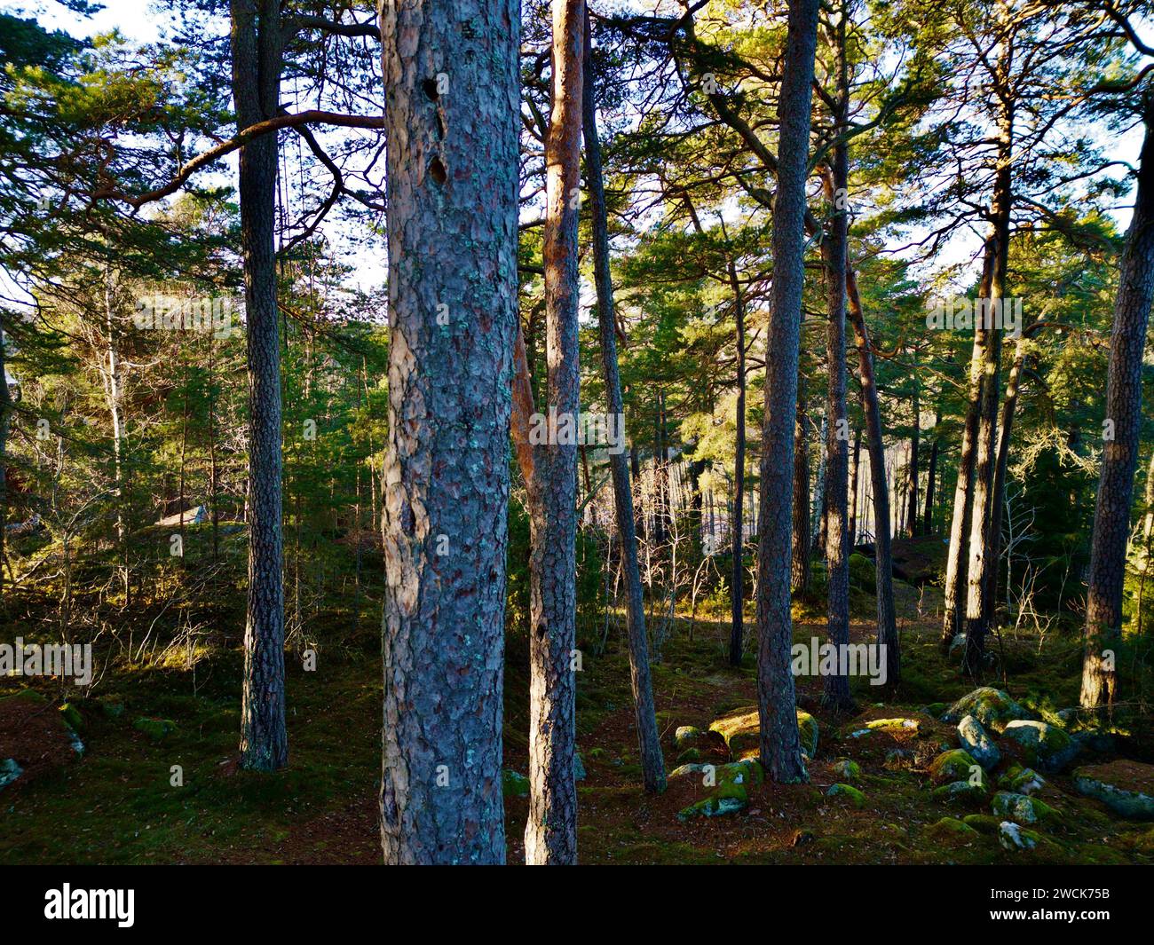 Una scena tranquilla di un'area boscosa al tramonto. Foto Stock