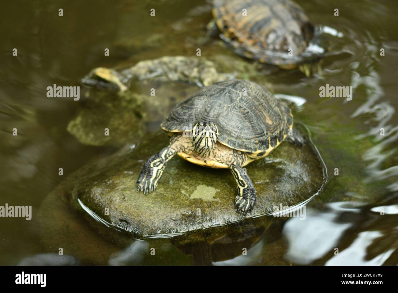 Immagine macro di tartarughe che nuotano nello stagno Foto Stock