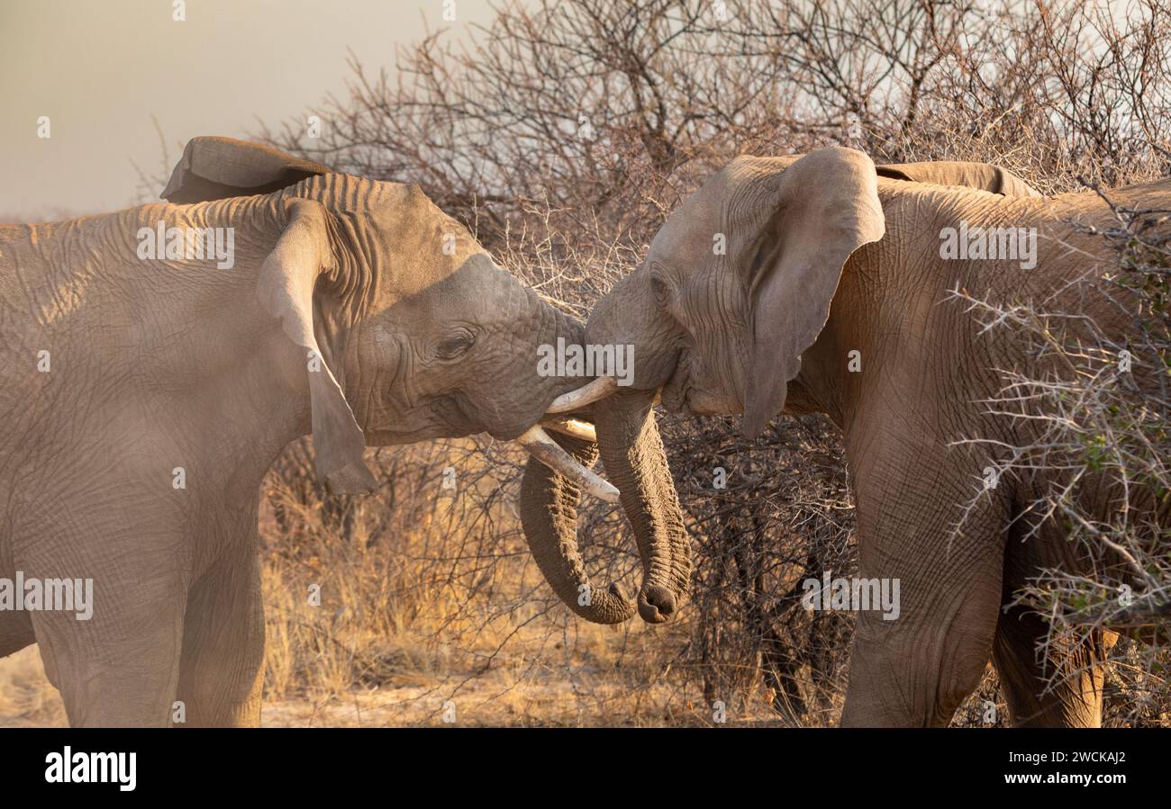 Elefanti maschi giovanili si rifanno la mattina presto in una riserva di caccia nella Namibia centrale. Foto Stock