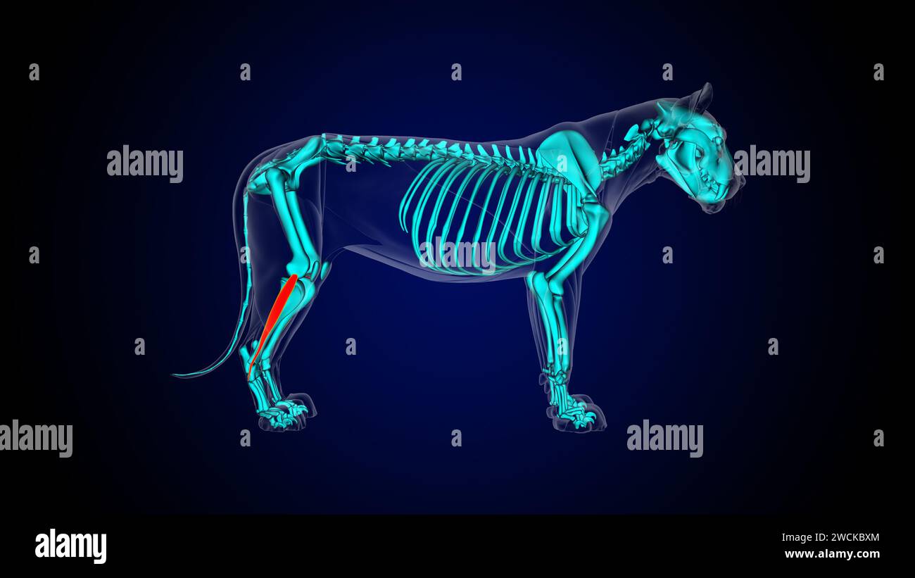 Peroneus longus muscolo leone anatomia muscolare per il concetto medico illustrazione 3D. Foto Stock