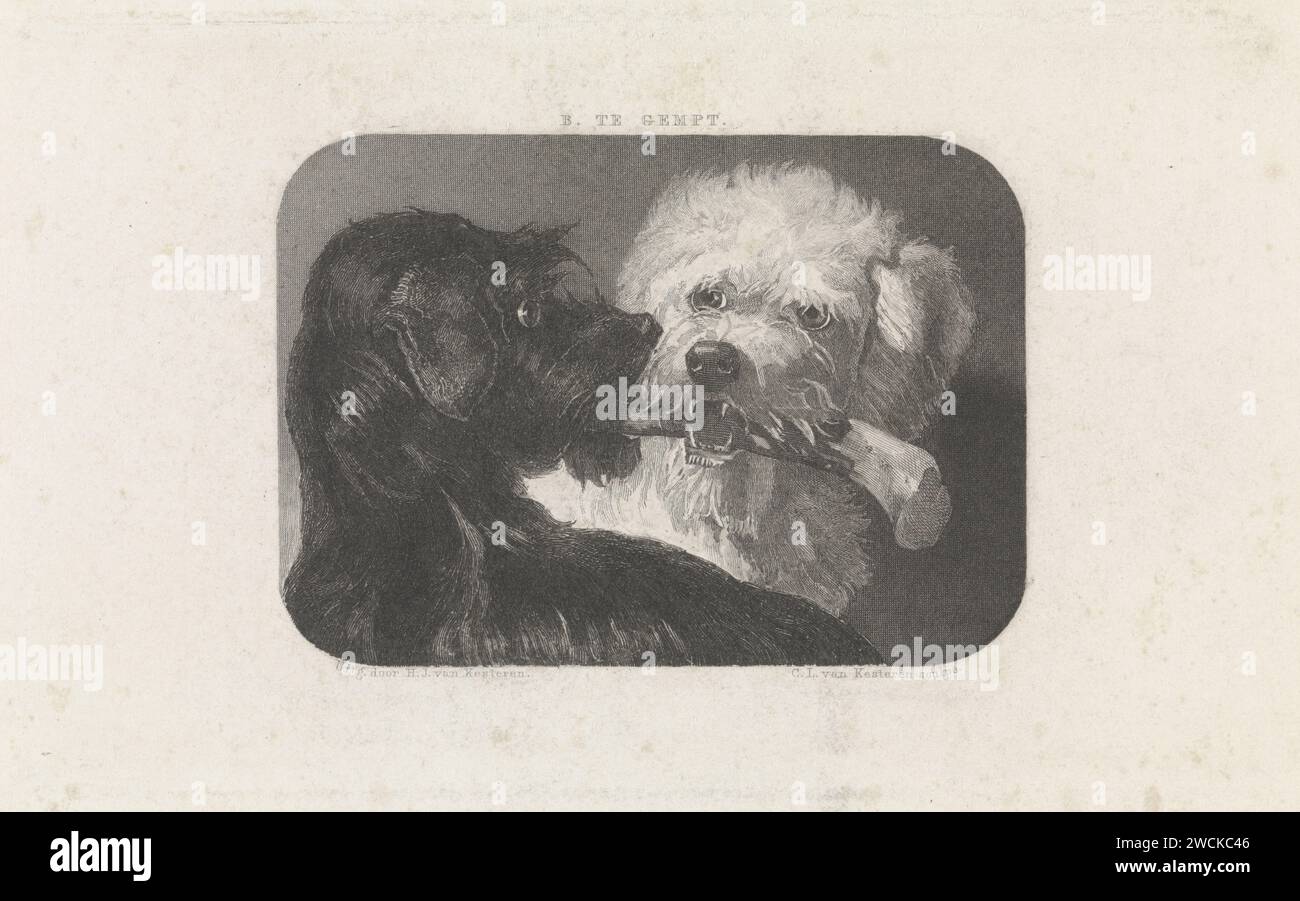 Cane bianco e nero, Christiaan Lodewijk van Kesteren, dopo Bernard in Gempt, 1886 - 1897 stampa Un morso di cane bianco e nero su una gamba o un bastone. cane per incisione di carta Foto Stock