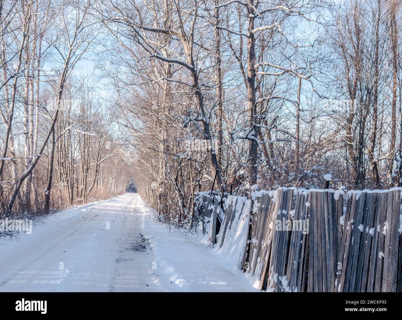 villaggio invernale, foresta innevata, paesaggio stradale di betulle con vecchia recinzione sul lato Foto Stock