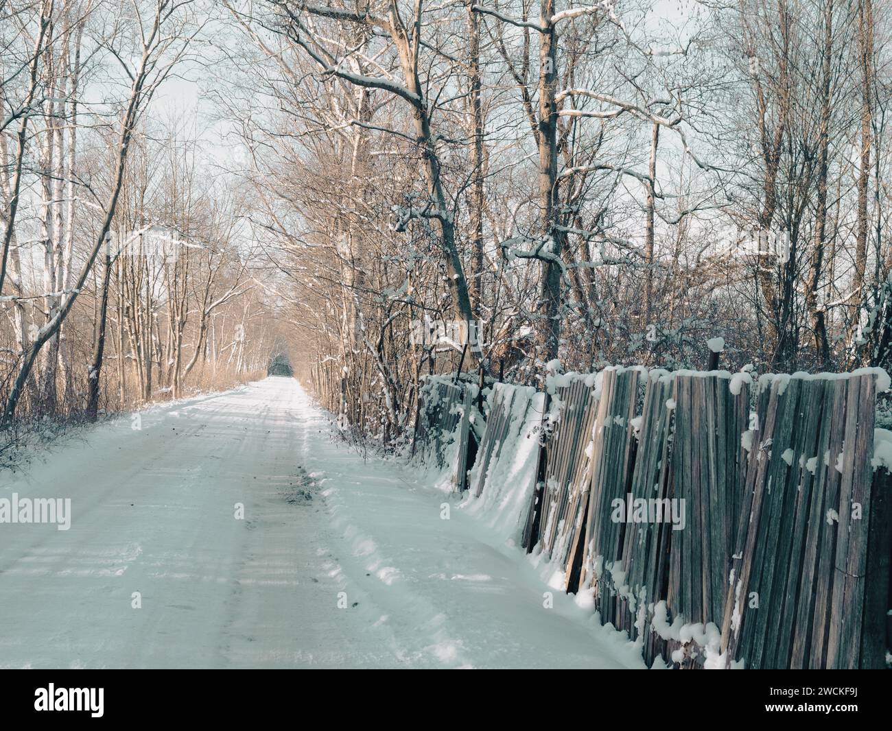 villaggio invernale, foresta innevata, paesaggio stradale di betulle con vecchia recinzione sul lato Foto Stock