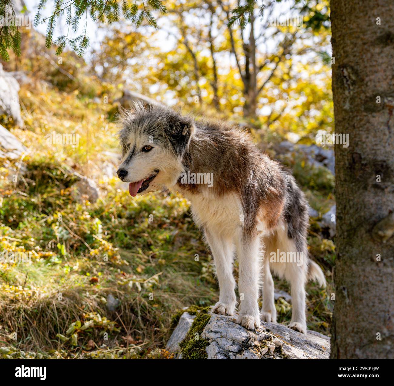 Un energico canino passeggia graziosamente attraverso un lussureggiante prato verde Foto Stock