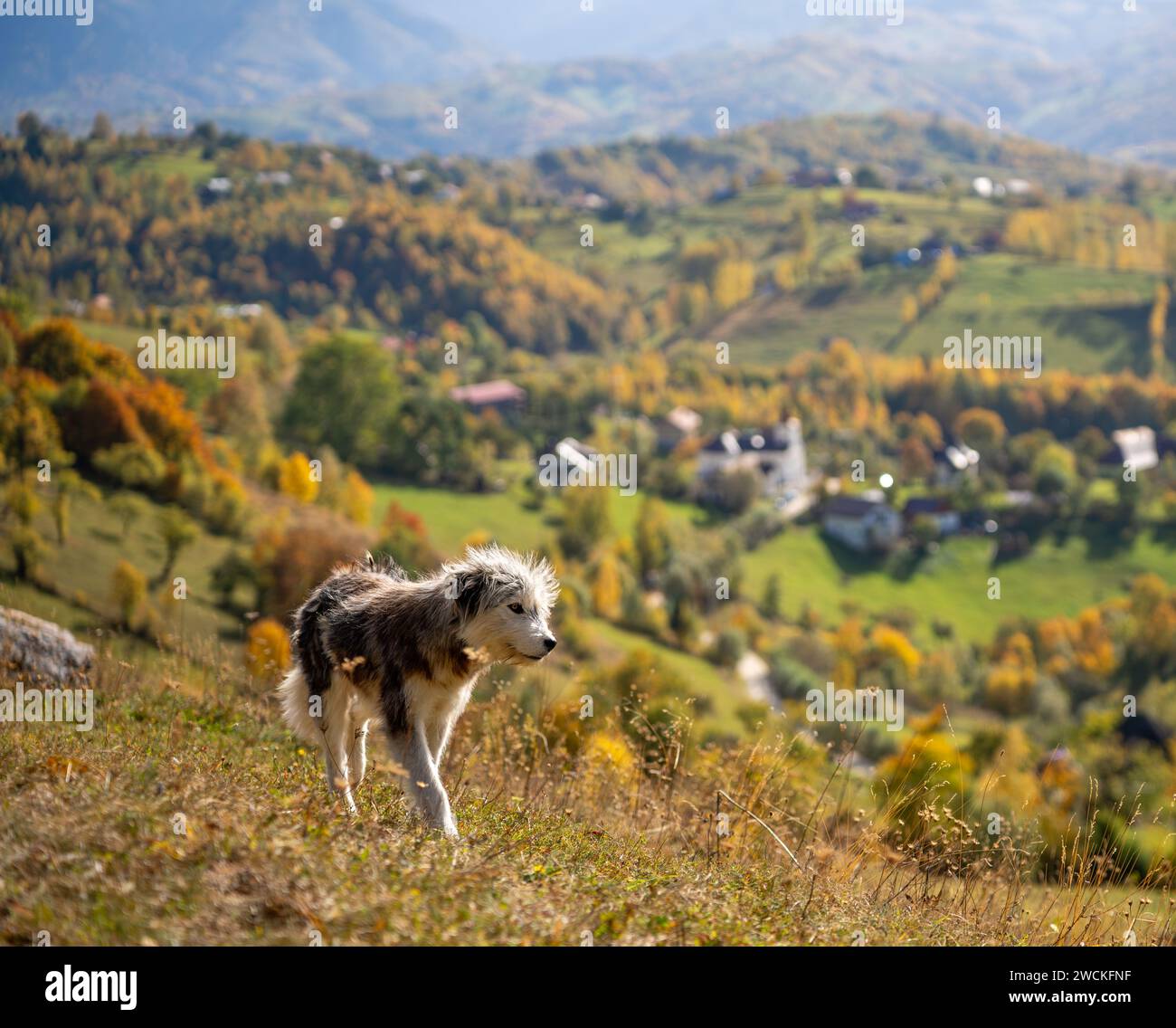 Un energico canino passeggia graziosamente attraverso un lussureggiante prato verde Foto Stock