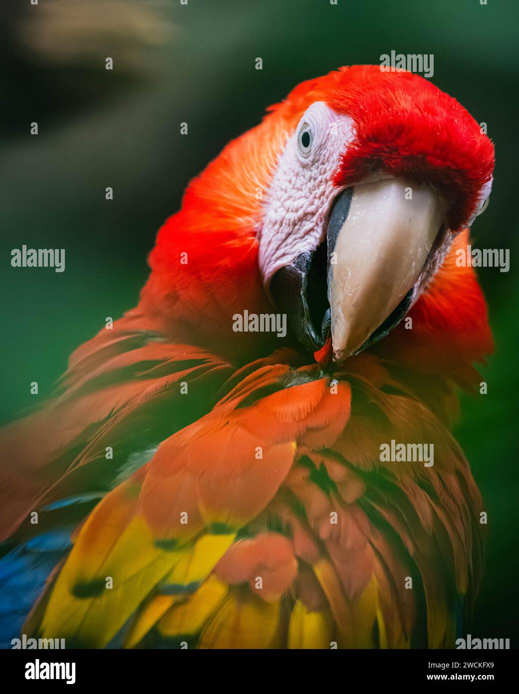 Scarlet Macaw (Ara macao) Foto Stock