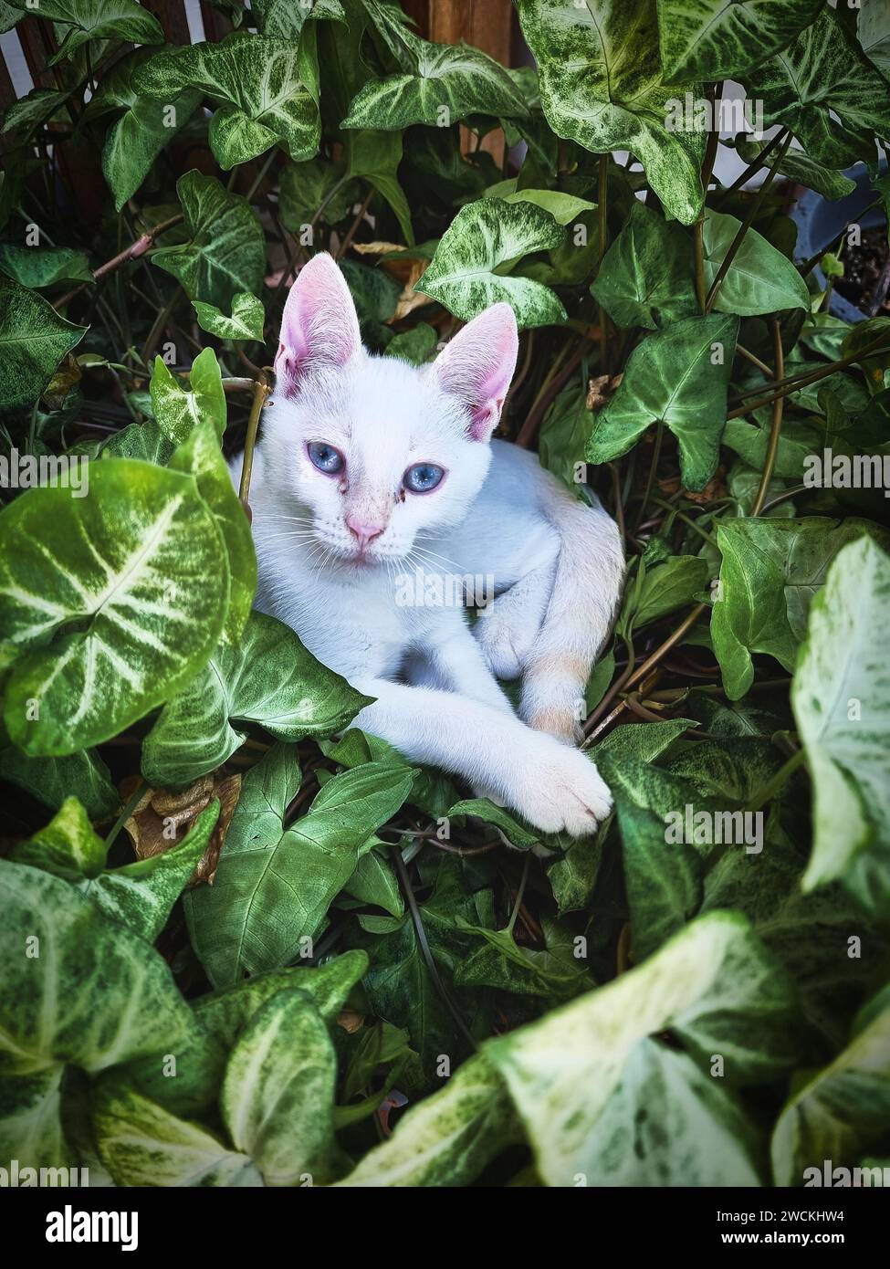 Gatto bianco con occhi blu tra foglie verdi. Foto Stock