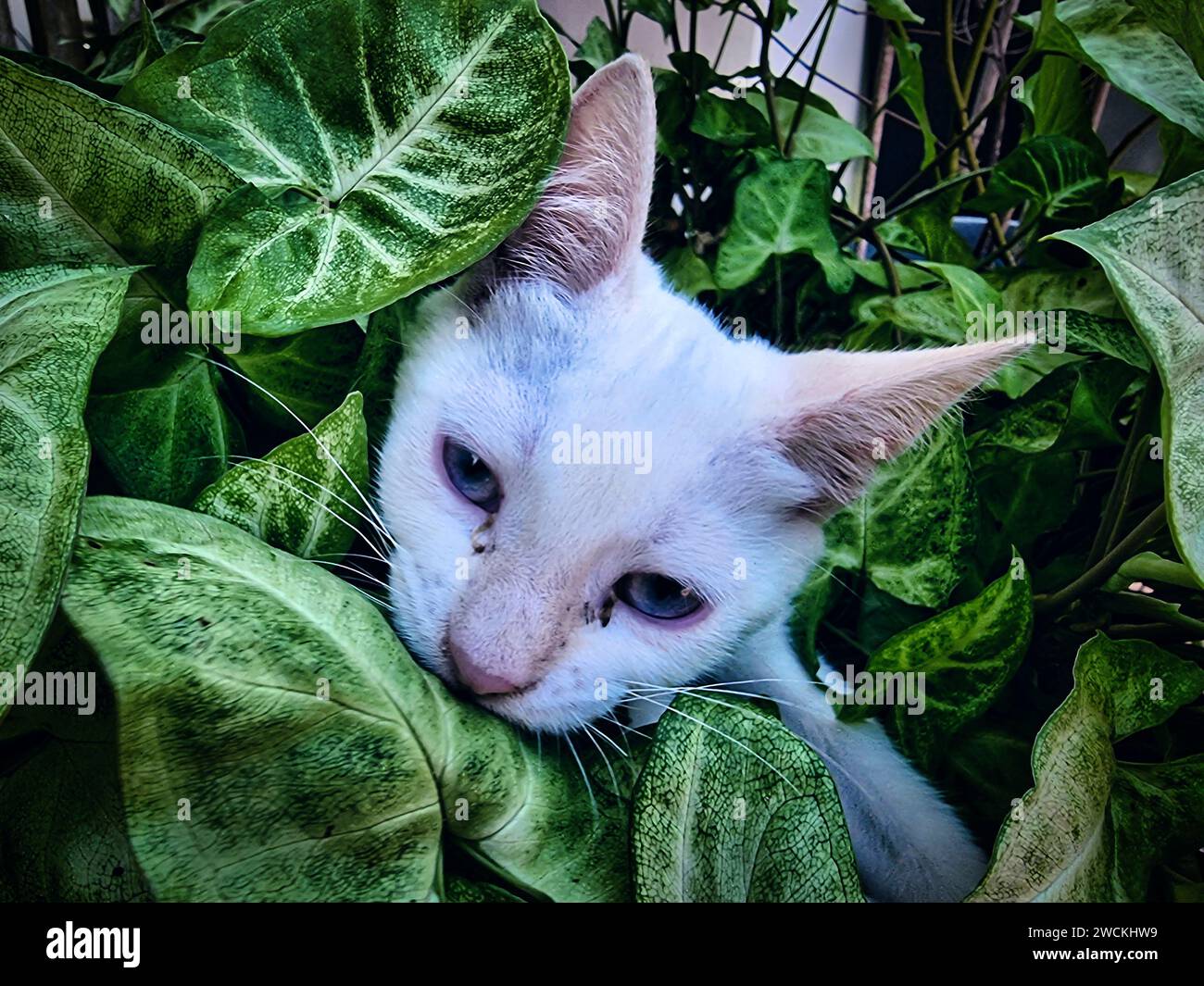 Gatto bianco con occhi blu tra foglie verdi. Foto Stock
