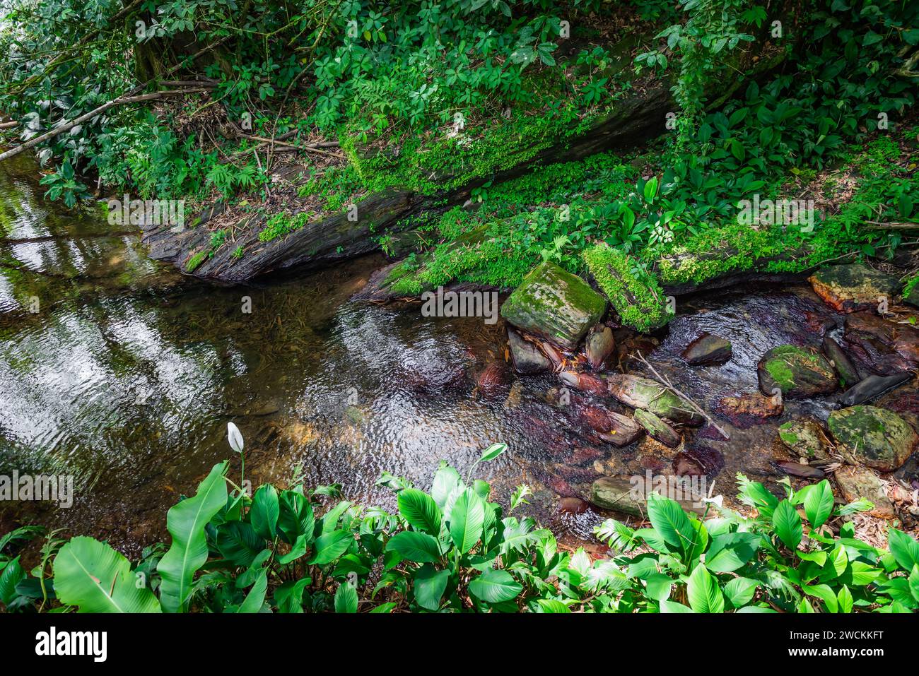 Foresta pluviale, torrente d'acqua della giungla, fiume tropicale tra vegetazione lussureggiante Trinidad e Tobago Foto Stock