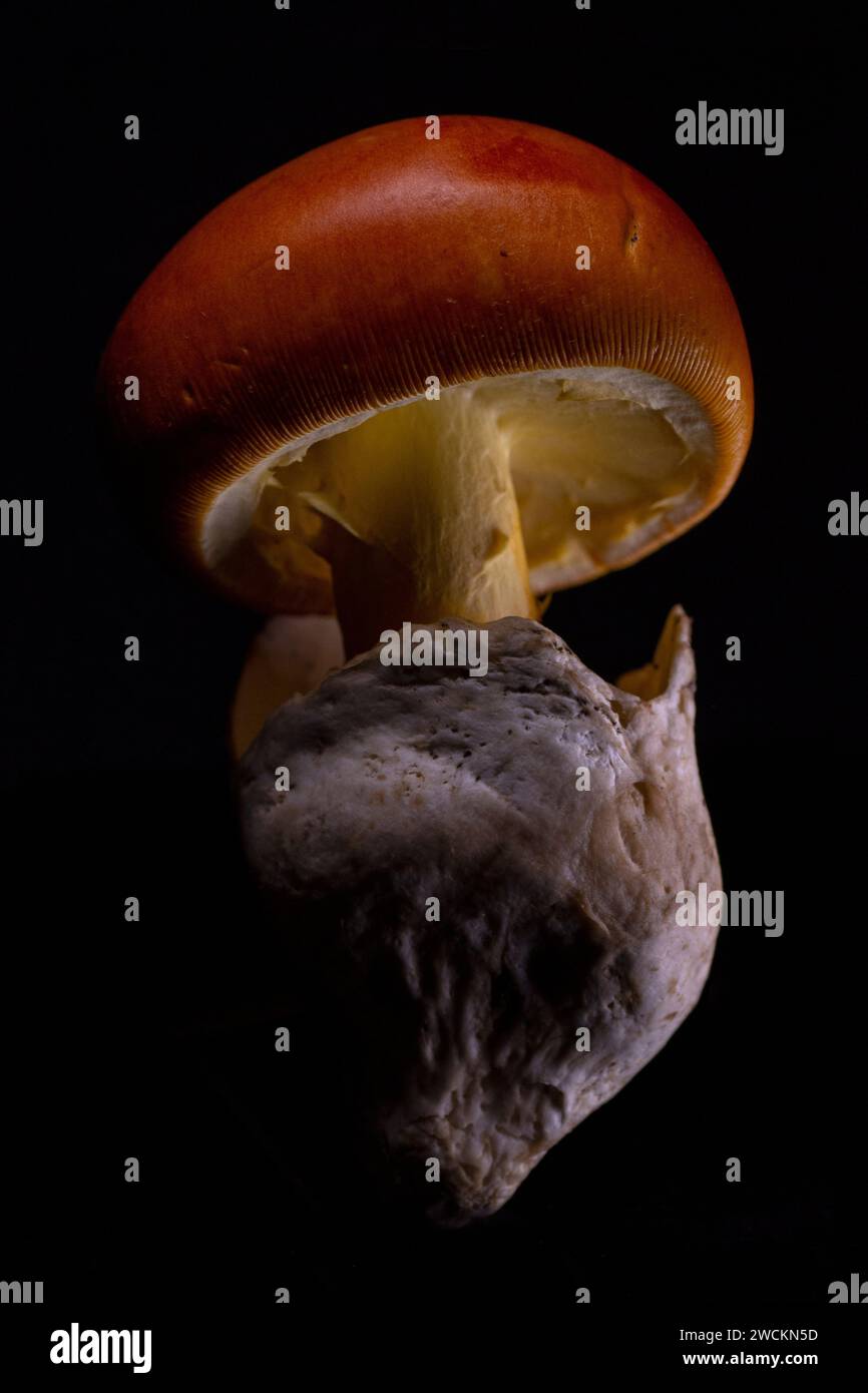 Il fungo di Cesare Foto Stock