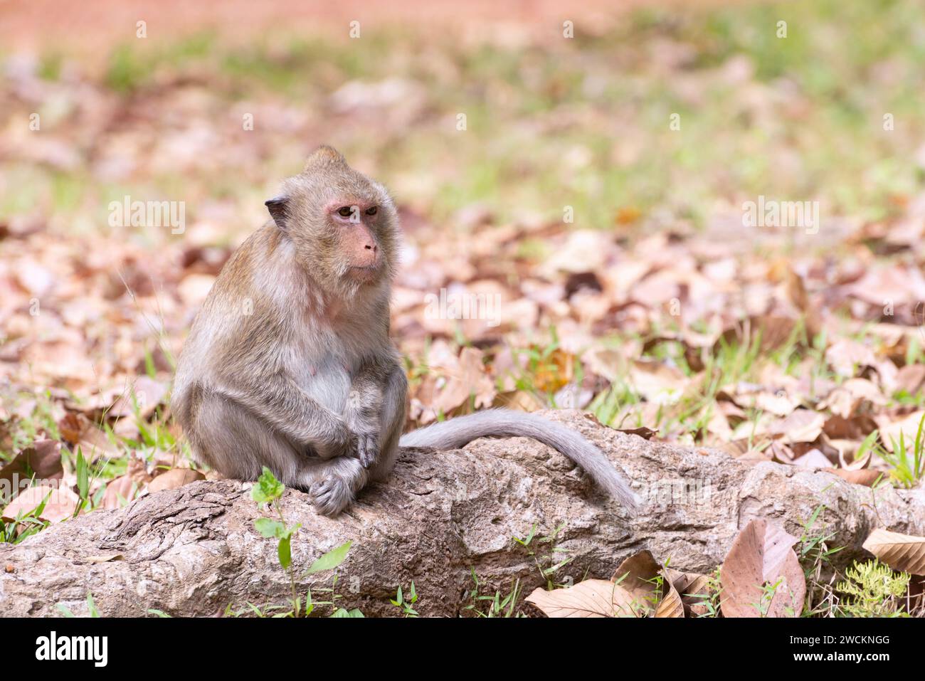 Macaco dalla coda lunga o macaco che mangia granchi (Macaca fascicularis) Foto Stock