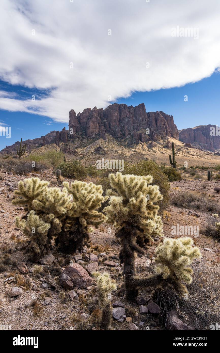 Teddy Bear Cholla e Superstition Mountain. Lost Dutchman State Park, Apache Junction, Arizona. Foto Stock