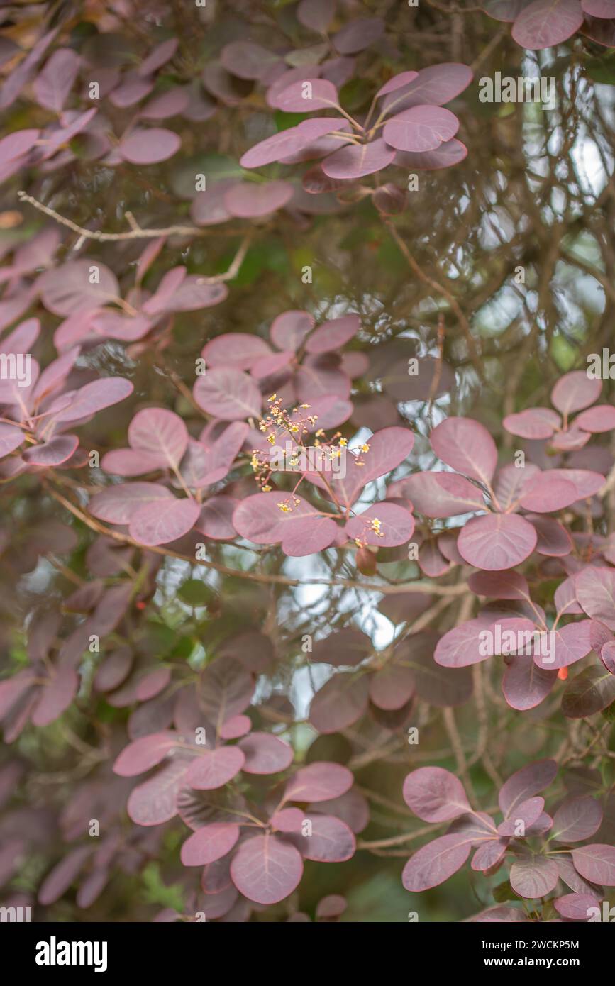 Un arbusto viola vibrante con una moltitudine di fiori rossi luminosi che crescono senza la presenza di foglie Foto Stock