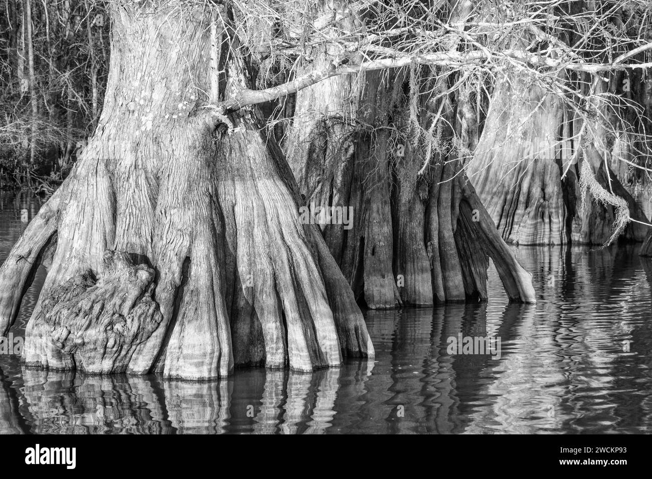 Tronchi di cipresso calvi vecchi nel lago Dauterive nel bacino Atchafalaya o palude in Louisiana. Foto Stock