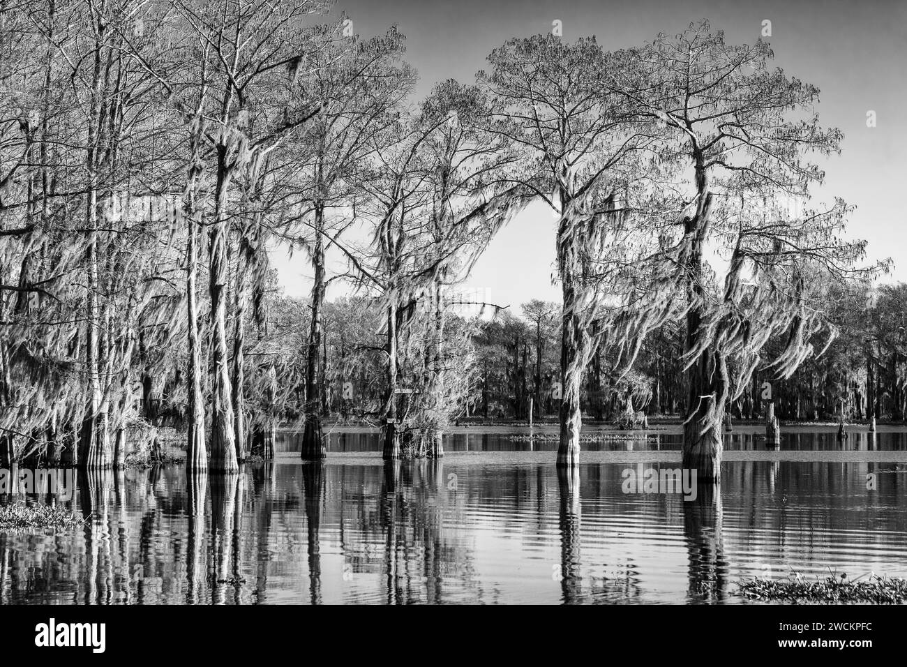 Luce dell'alba su cipressi calvi drappeggiati con muschio spagnolo in un lago nel bacino di Atchafalaya in Louisiana. Foto Stock