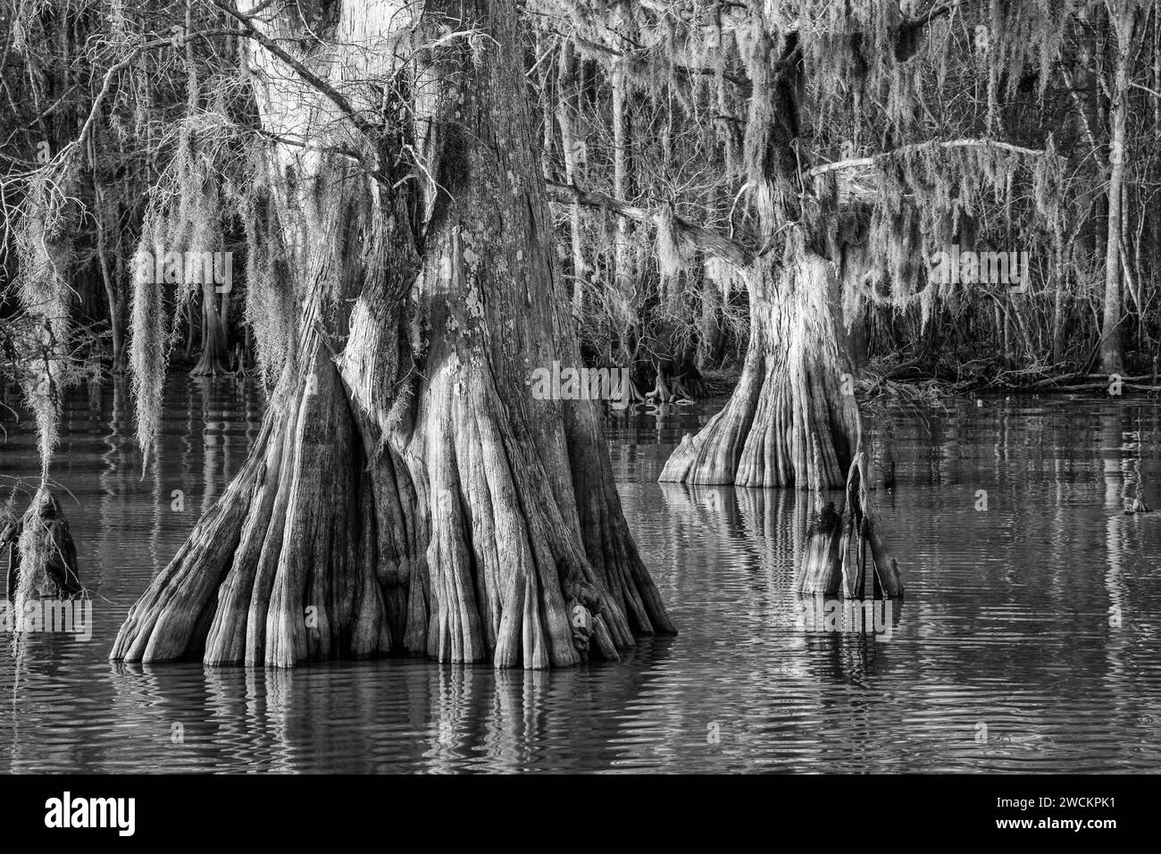 I cipressi calvi del lago Dauterive, ricoperti di muschio spagnolo, nel bacino di Atchafalaya o nella palude della Louisiana. Foto Stock