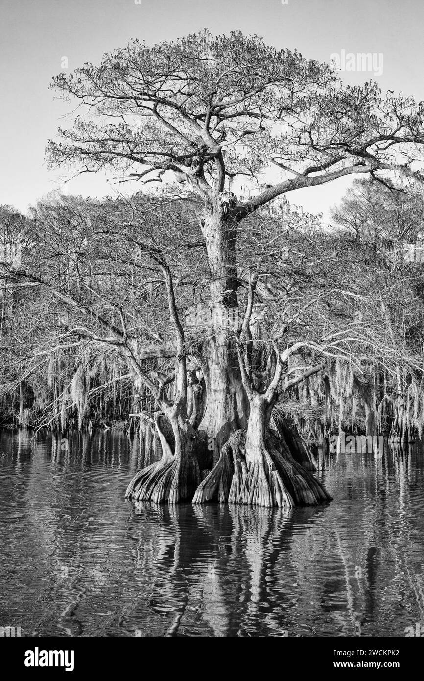 Cipressi calvi di vecchia concezione nel lago Dauterive nel bacino Atchafalaya o palude in Louisiana. Foto Stock