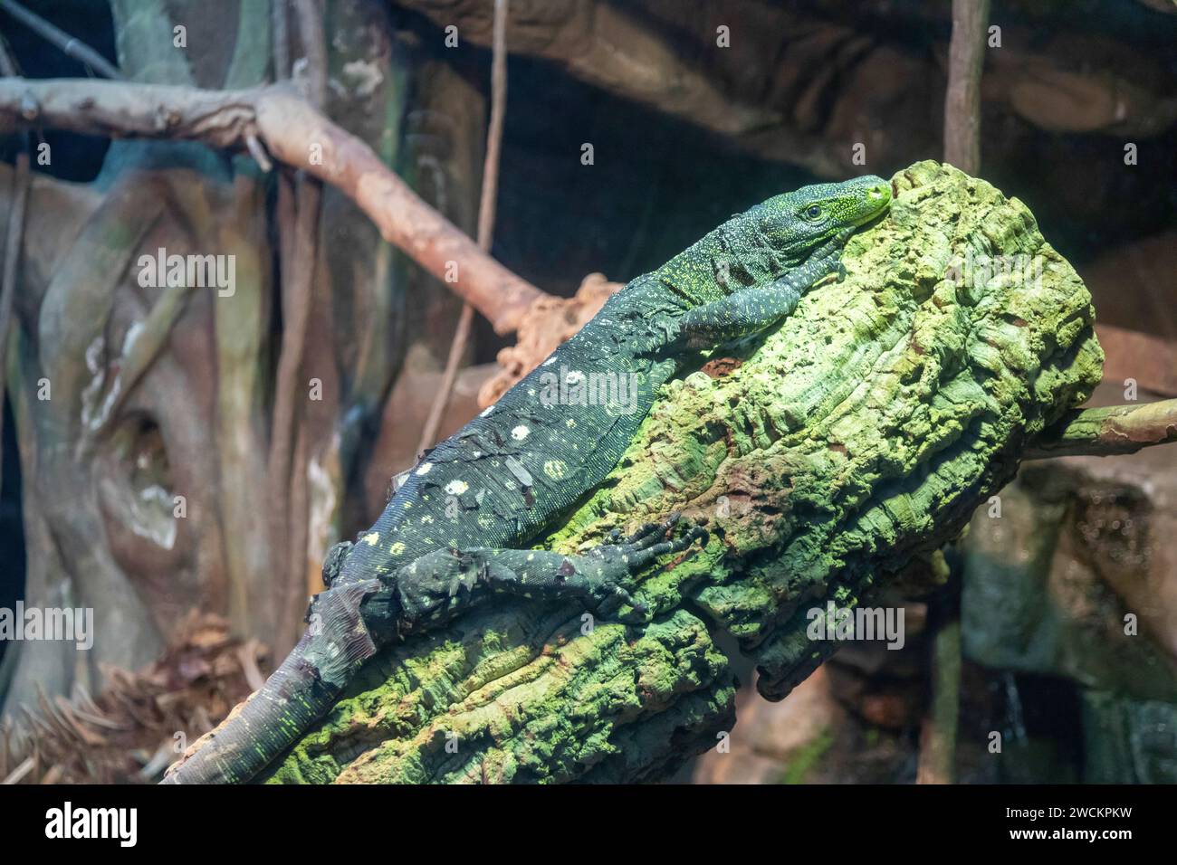 Denver, Colorado - Un coccodrillo monitor (Varanus salvadorii) allo zoo di Denver. Originario della nuova Guinea, il coccodrillo può crescere fino a 12 piedi di lunghezza, io Foto Stock