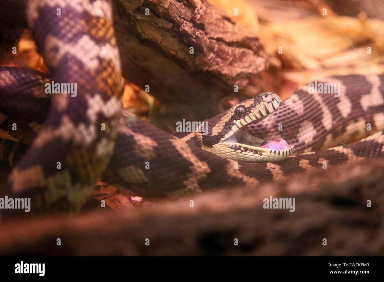 Denver, Colorado - Un pitone del tappeto del nord-ovest (Morelia spilota variegata) allo zoo di Denver. Il serpente è originario dell'Australia settentrionale. Foto Stock