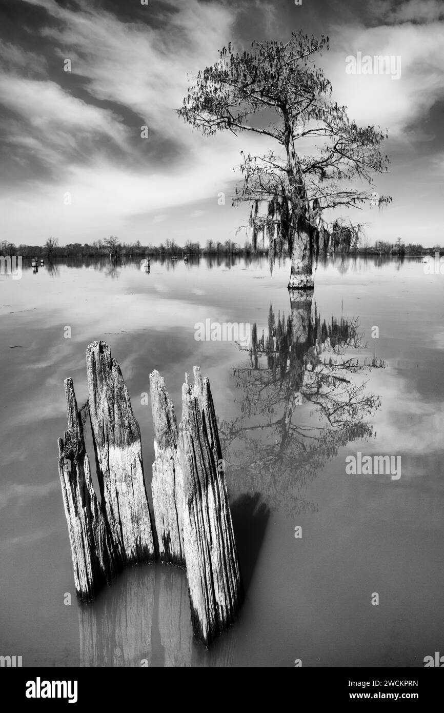 Un cipresso calvo e un ceppo residuo riflesso in un lago nella palude Henderson nel bacino di Atchafalaya in Louisiana. Foto Stock