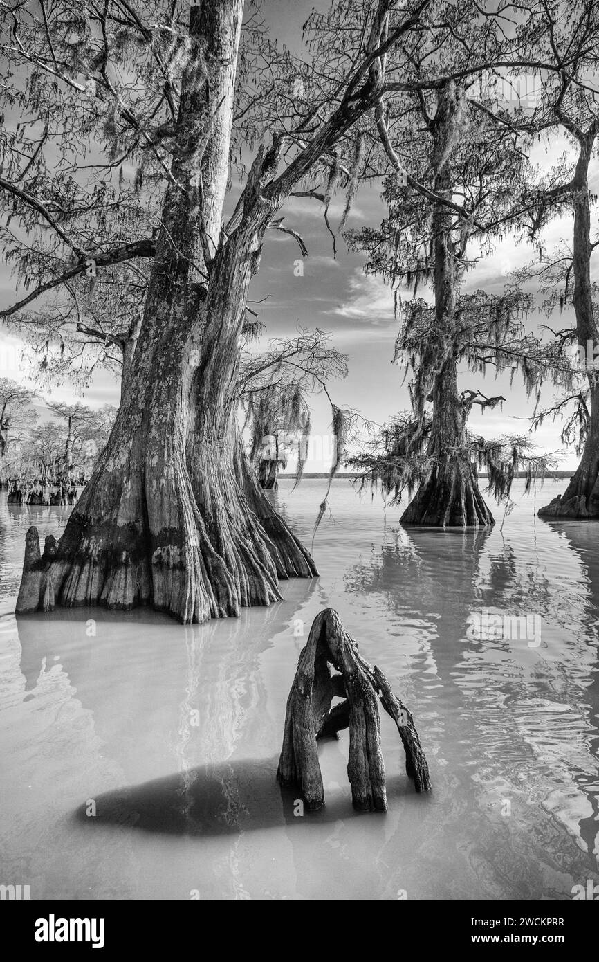 Cipressi calvi di vecchia concezione nel lago Dauterive nel bacino Atchafalaya o palude in Louisiana. Foto Stock