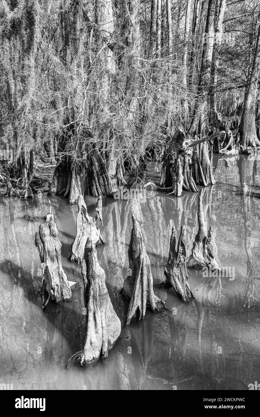Ginocchia cipressi e cipressi calvi nel lago Dauterive nel bacino Atchafalaya o palude in Louisiana. Foto Stock