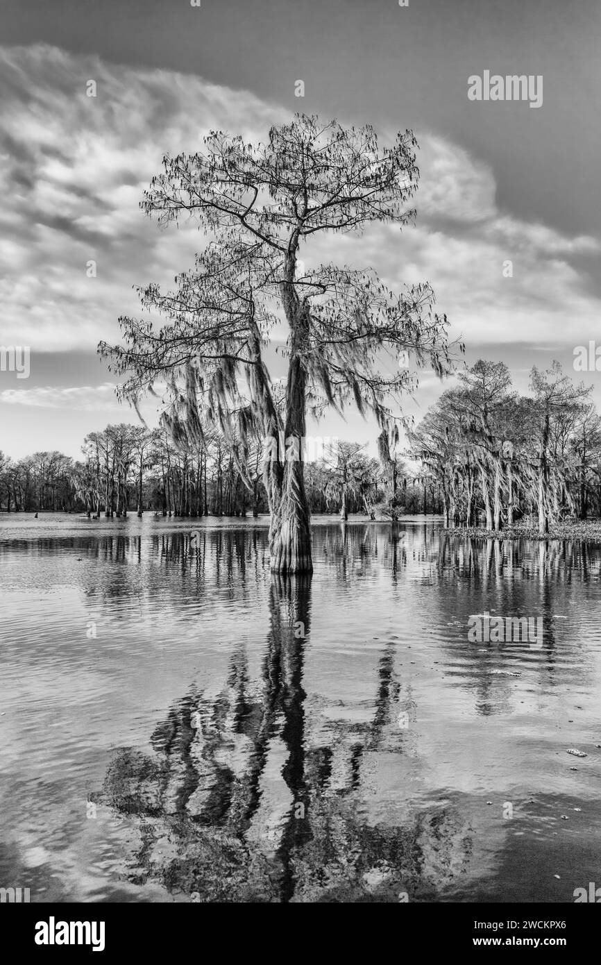 Un cipresso calvo drappeggiato con muschio spagnolo riflesso in un lago nel bacino di Atchafalaya in Louisiana. Foto Stock