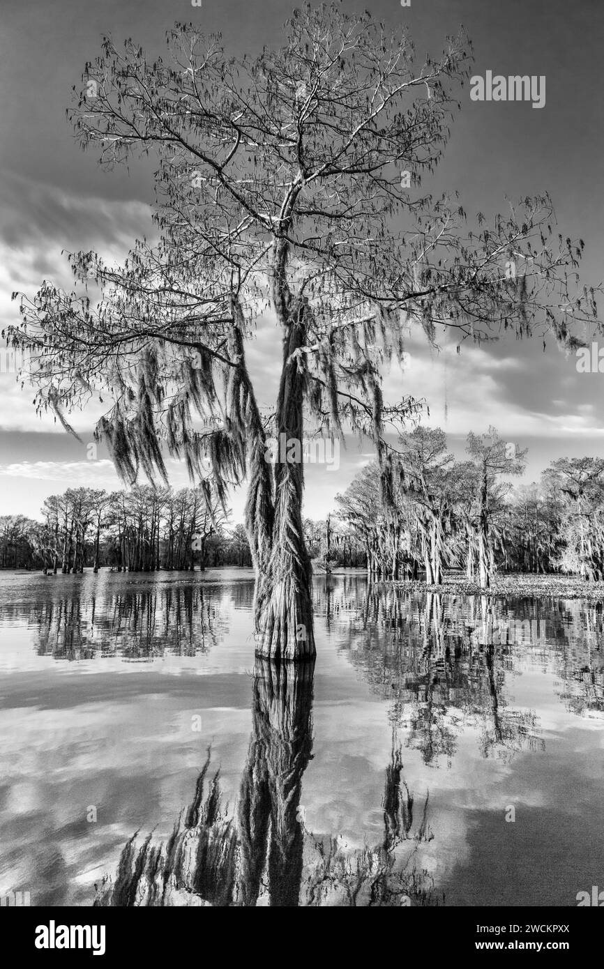 Un cipresso calvo drappeggiato con muschio spagnolo riflesso in un lago nel bacino di Atchafalaya in Louisiana. Foto Stock