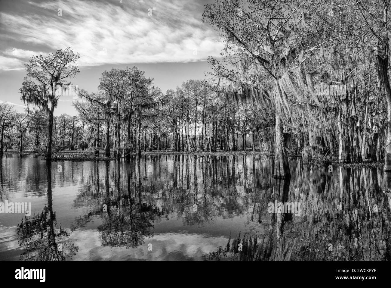 Cipressi calvi drappeggiati con muschio spagnolo riflessi in un lago nel bacino di Atchafalaya in Louisiana. Il Giacinto d'acqua invasivo copre l'acqua. Foto Stock