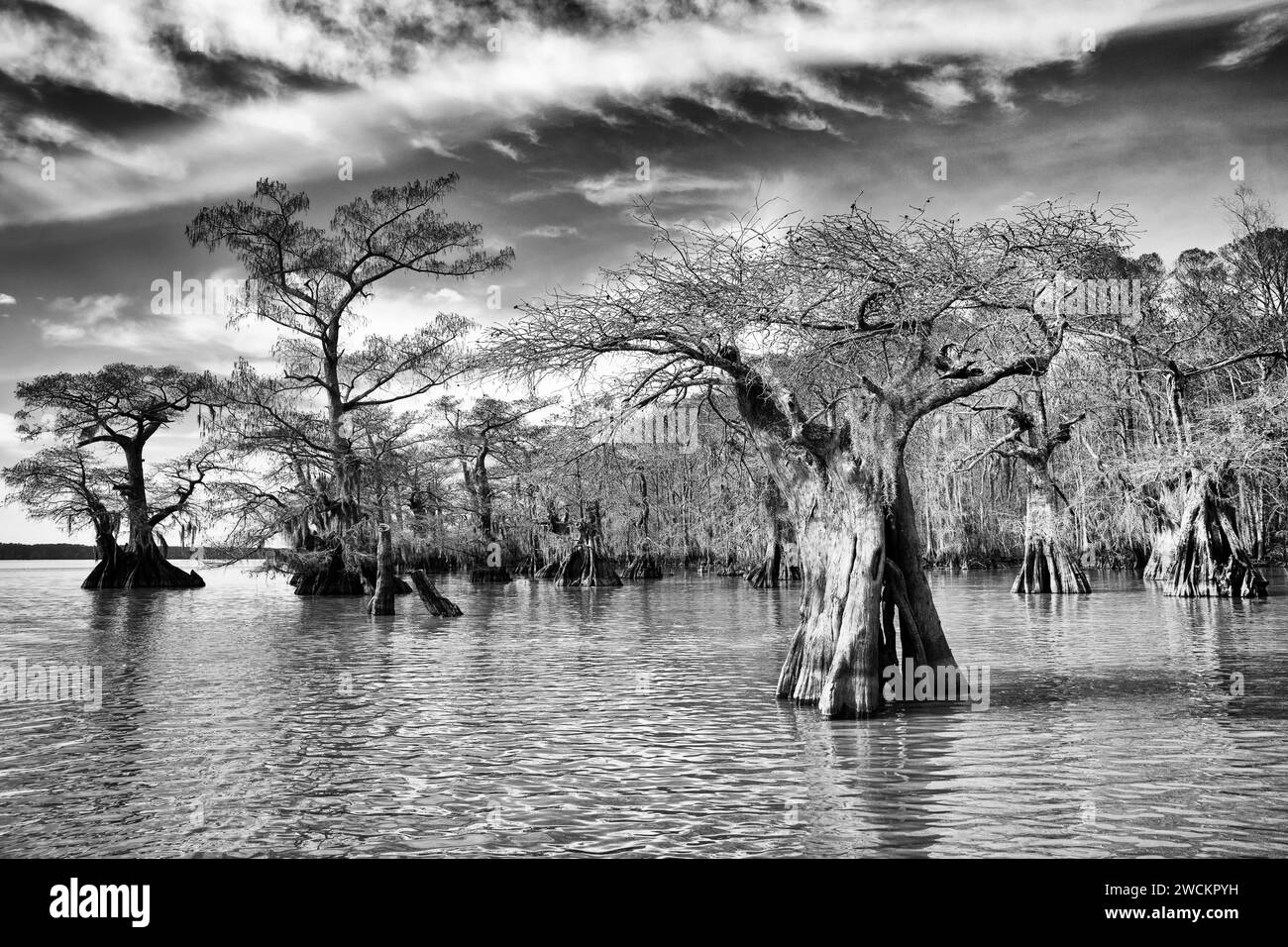 Cipressi calvi di vecchia concezione nel lago Dauterive nel bacino Atchafalaya o palude in Louisiana. Foto Stock