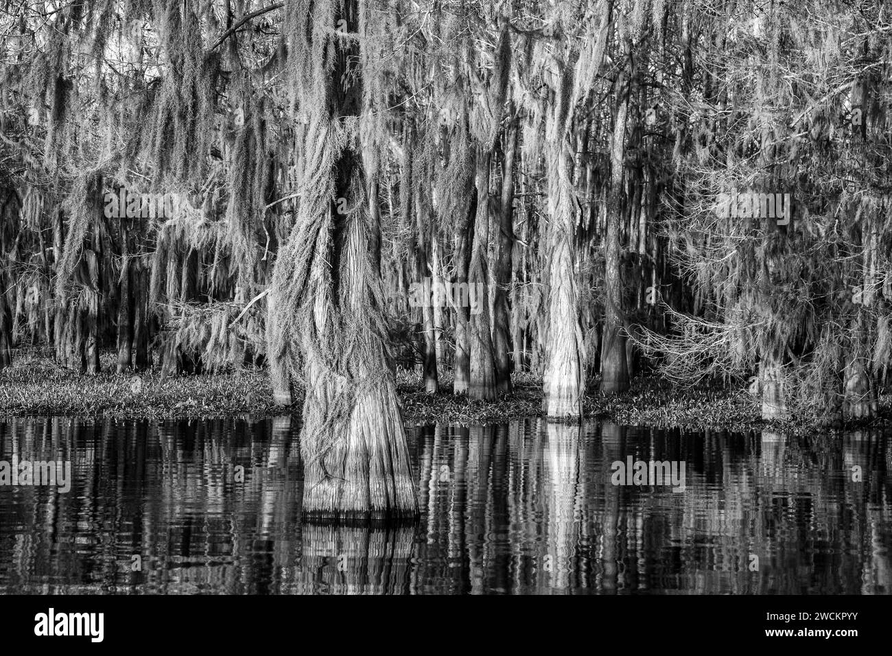 Luce dell'alba su cipressi calvi drappeggiati con muschio spagnolo in un lago nel bacino di Atchafalaya in Louisiana. Il Giacinto d'acqua invasivo copre l'alga Foto Stock