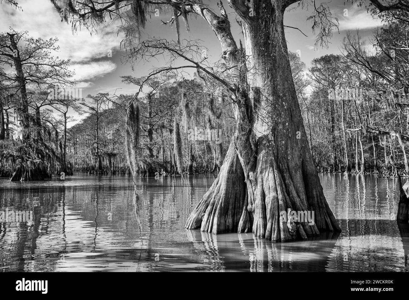 Cipressi calvi di vecchia concezione nel lago Dauterive nel bacino Atchafalaya o palude in Louisiana. Foto Stock