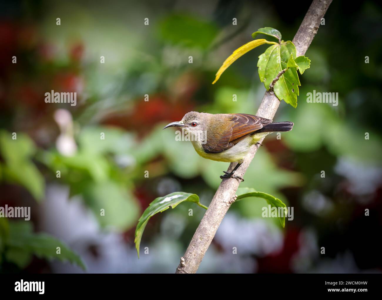 l'uccello sunbird (Leptocoma zeylonica) è un uccello sunbird endemico del subcontinente indiano. Foto Stock