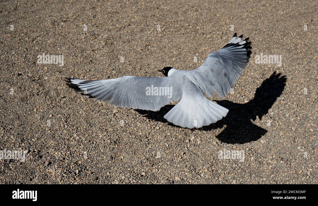 Un gabbiano ridere bianco e nero (Leucophaeus atricilla) che scivola sulla terra con un'ombra sul terreno. Antofagasta, Cile. Foto Stock