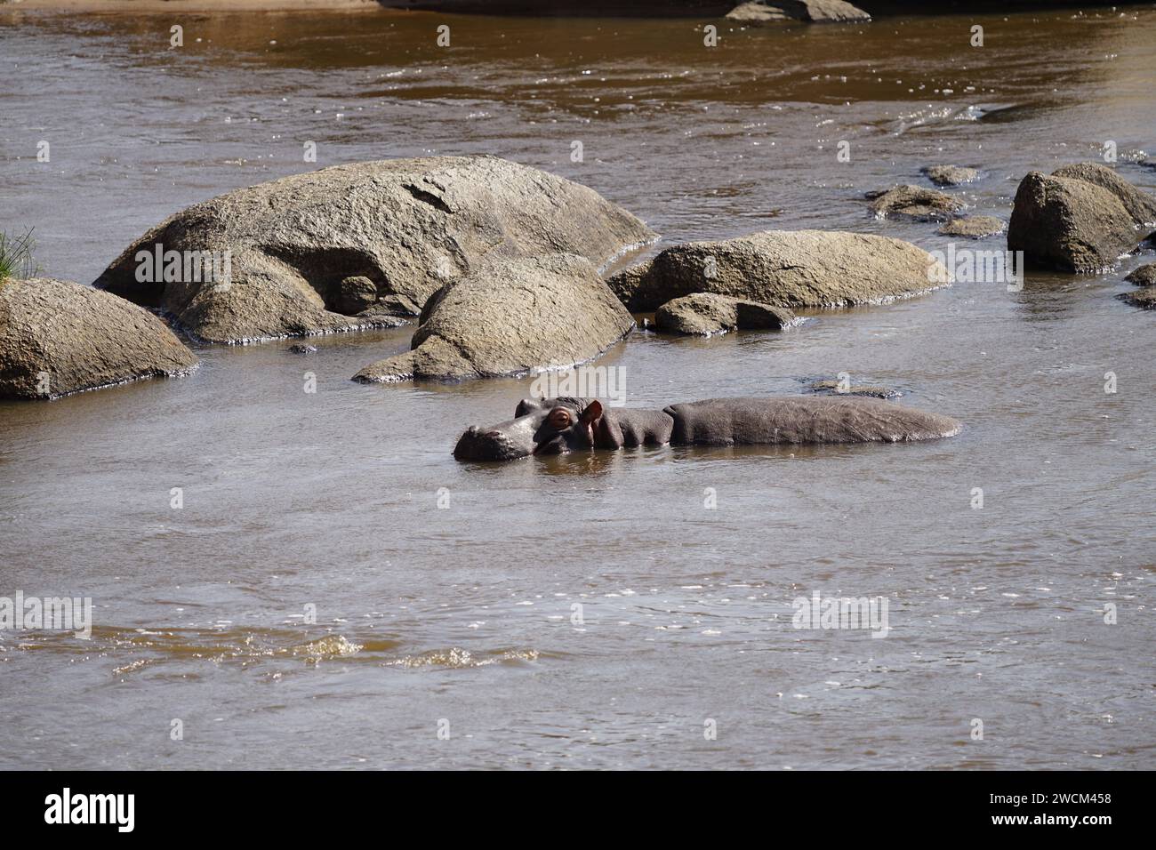 ippopotamo singolo nel fiume Foto Stock