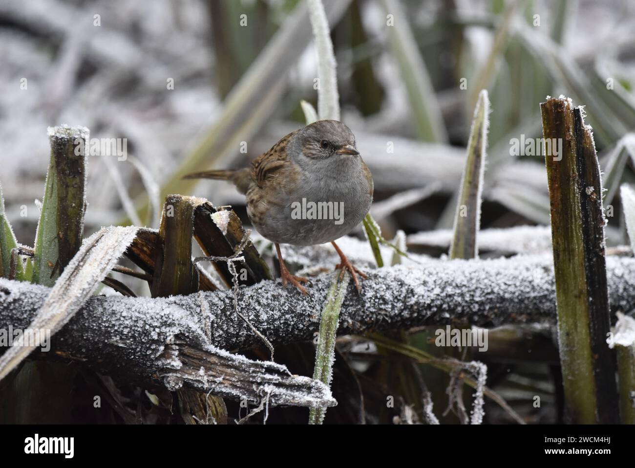 Dunnock (Prunella modularis) arroccato su un Frosty Log, Facing camera, sullo sfondo di Frosty Woodland, scattato nel Regno Unito in inverno Foto Stock