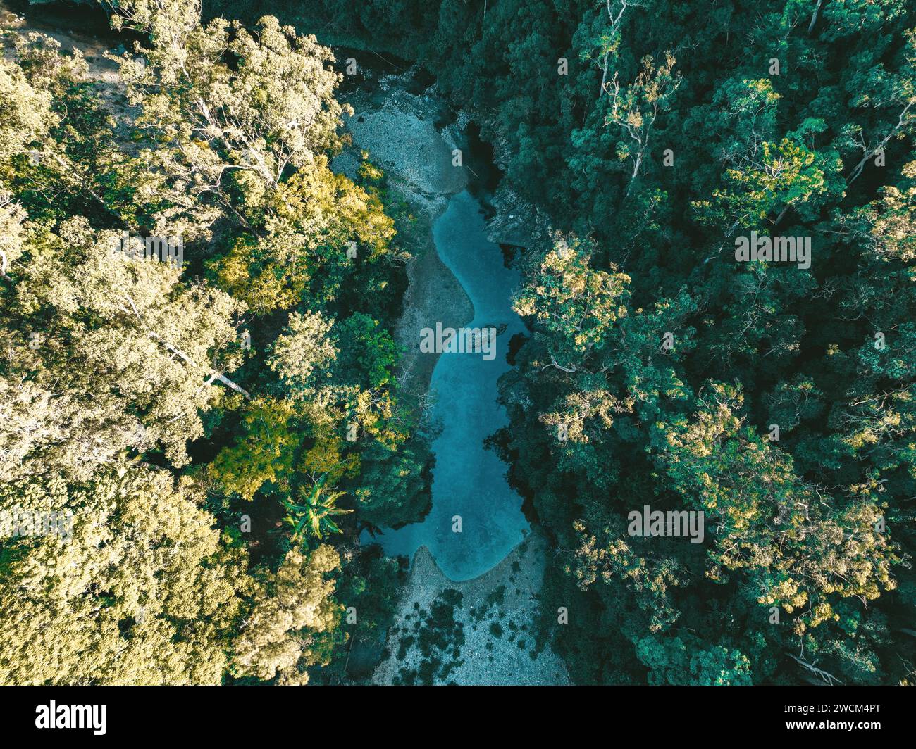 Una vista a volo d'uccello di un fiume soleggiato che scorre attraverso una lussureggiante foresta, con alberi alti su entrambi i lati Foto Stock