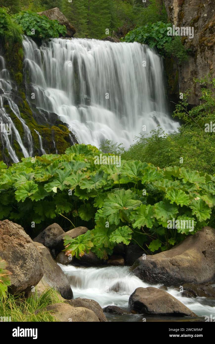 Medio McCloud Falls, Shasta-Trinity National Forest, California Foto Stock