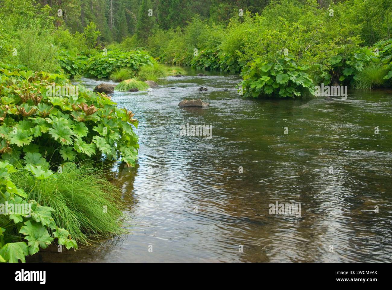 McCloud River, Shasta-Trinity National Forest, California Foto Stock