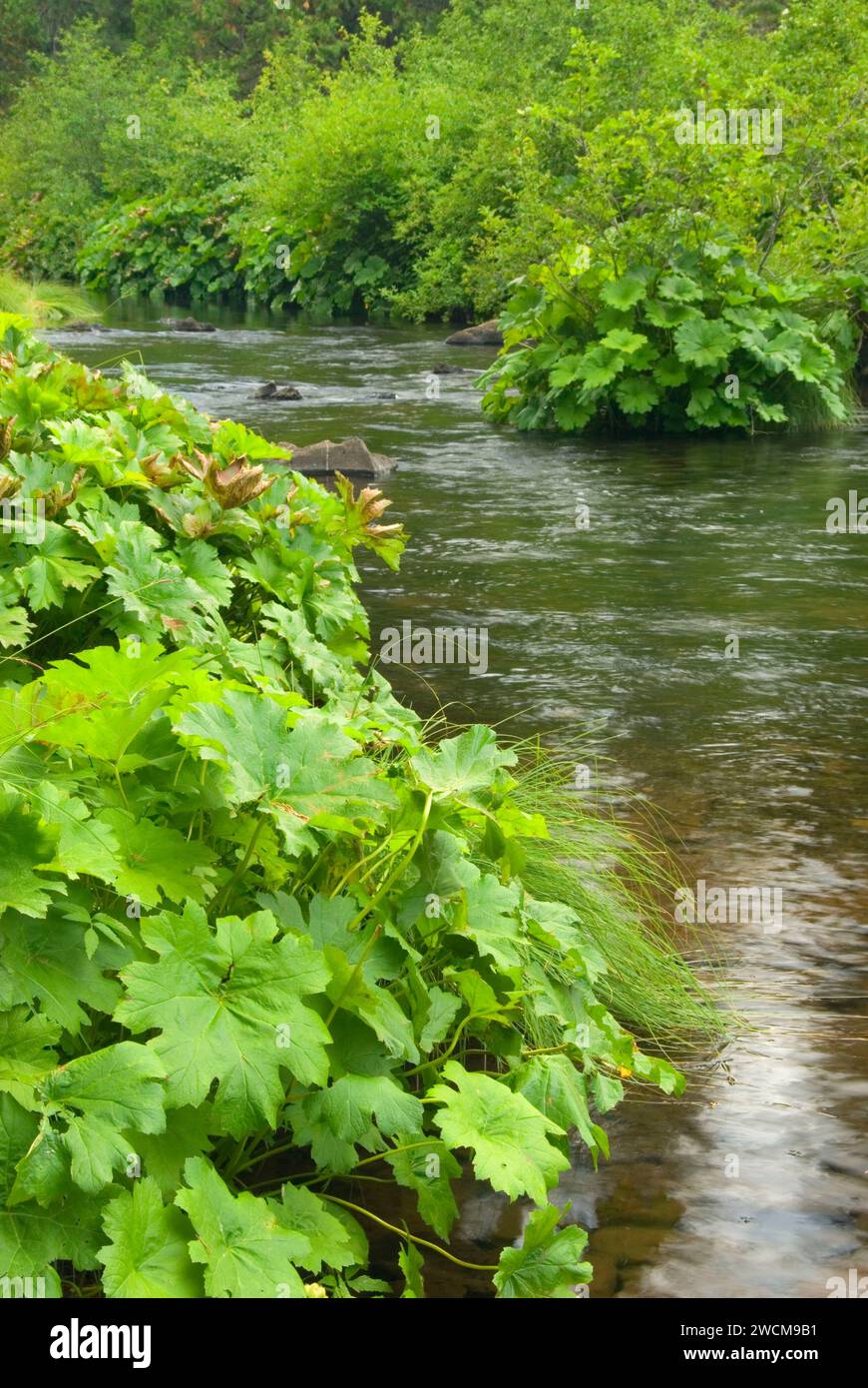 McCloud River, Shasta-Trinity National Forest, California Foto Stock