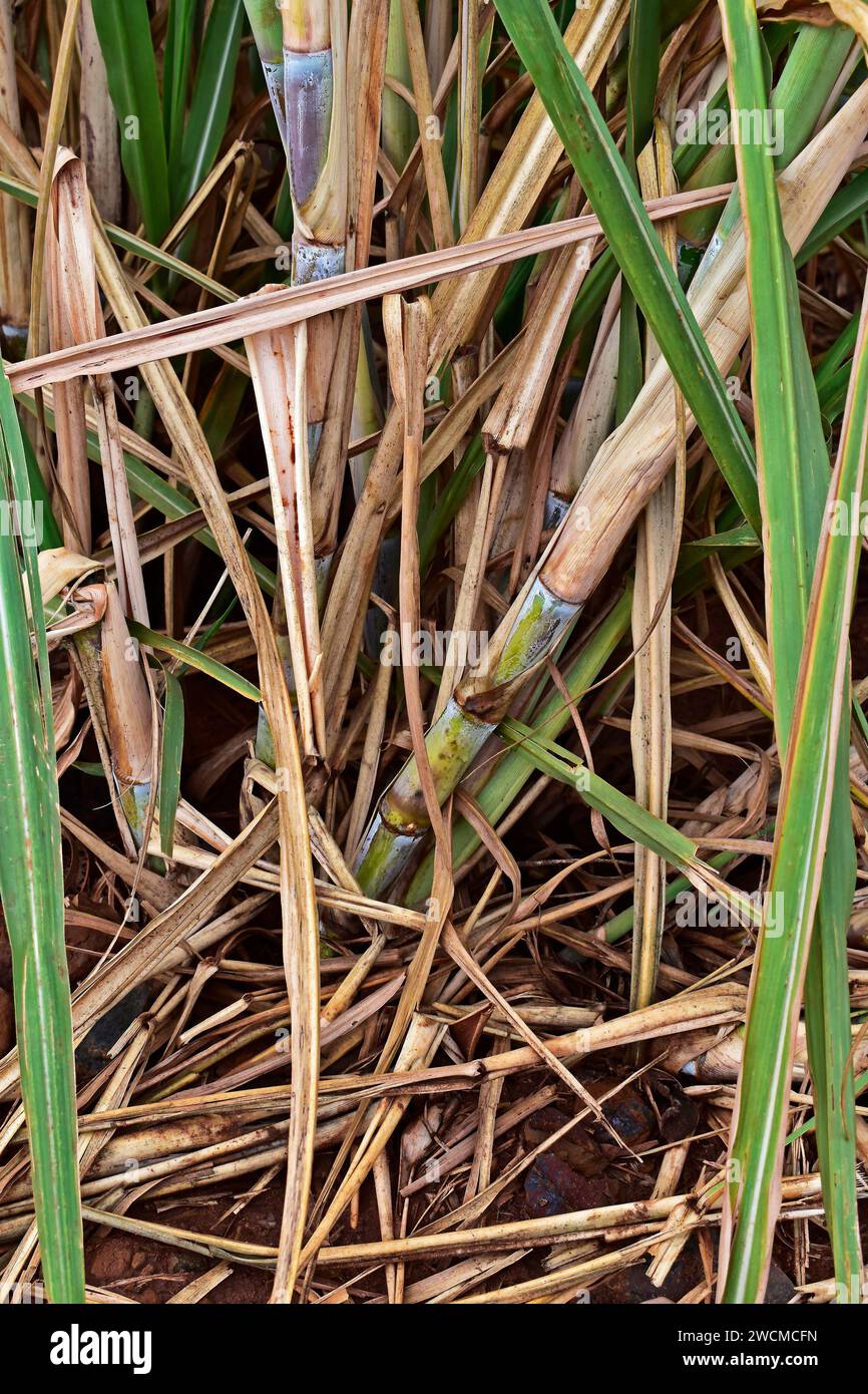 Impianto di canna da zucchero (dettaglio) a Ribeirao Preto, San paolo, Brasile Foto Stock