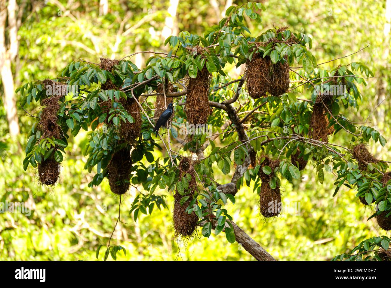 nidi di oropendola rossa Foto Stock