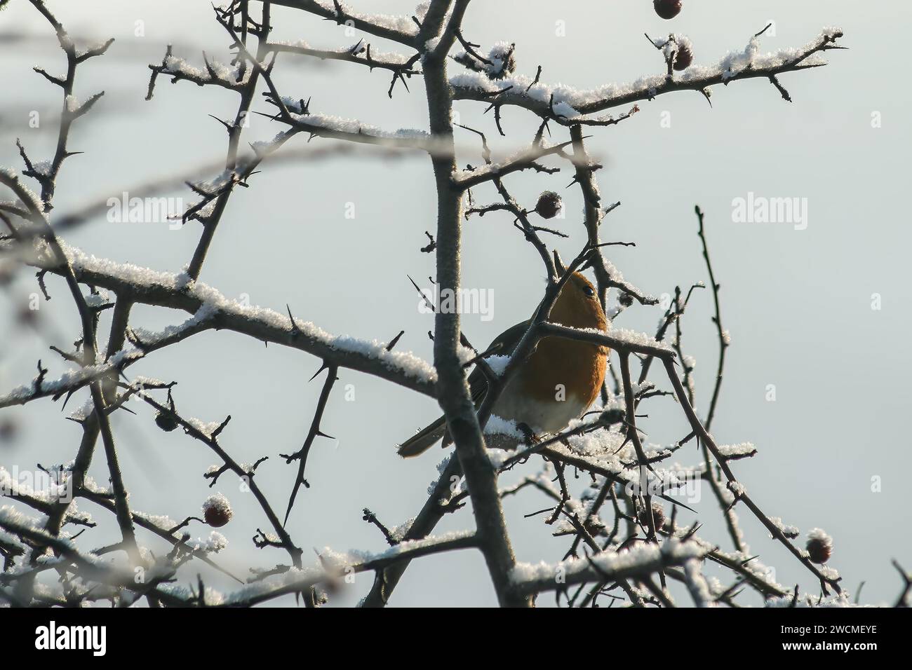 Un robin che sfiora il freddo invernale su un persico di biancospino, assaporando le bacche in mezzo alla fredda bellezza di una giornata invernale - delizia gelata e concetto invernale f Foto Stock