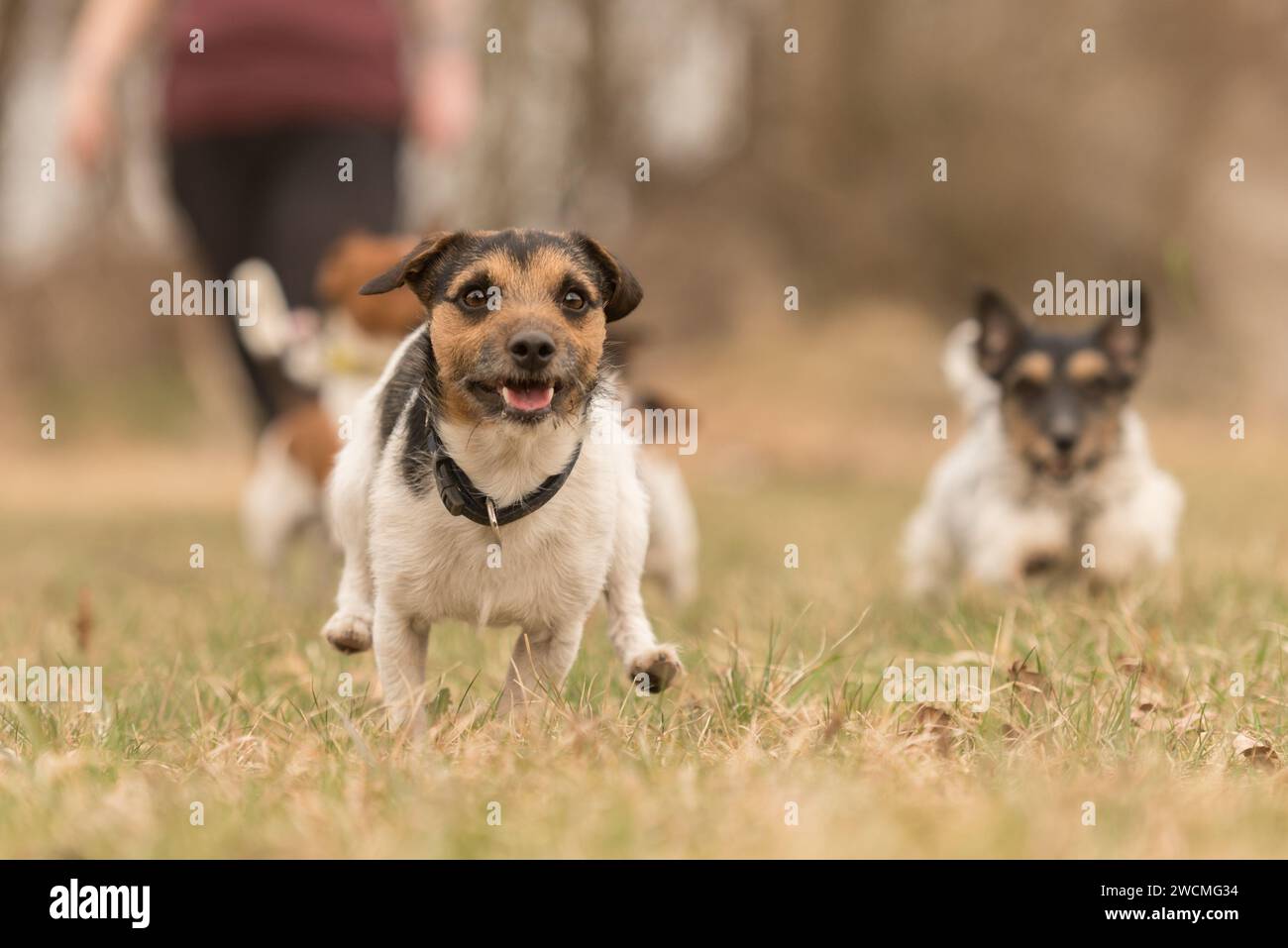 Il piccolo Jack Russell Terrier corre e gioca insieme nel prato in autunno Foto Stock