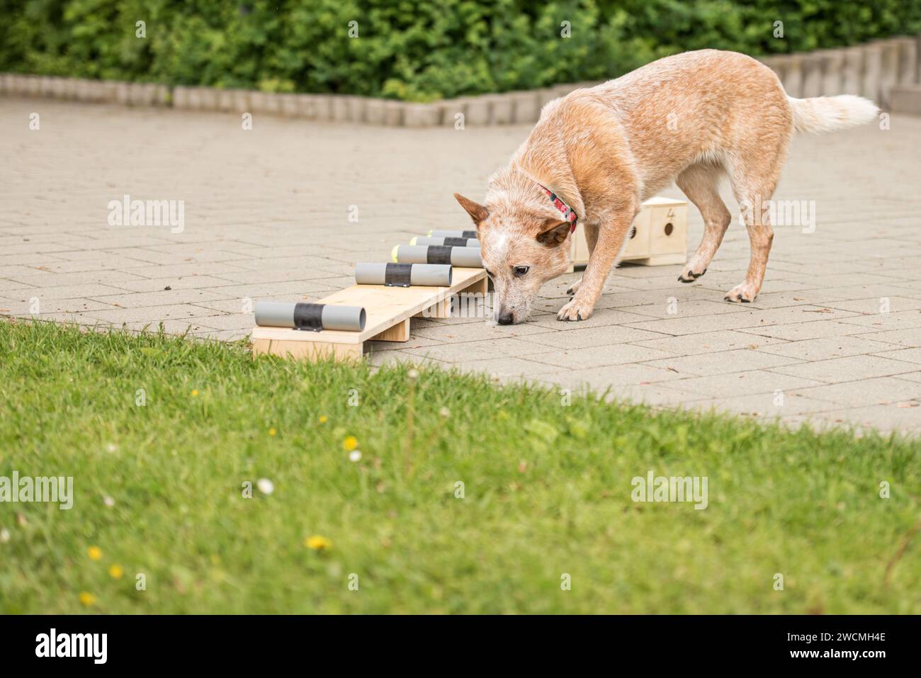 Addestramento canino e attività ZOS (target object search) con un cane da bestiame australiano Foto Stock